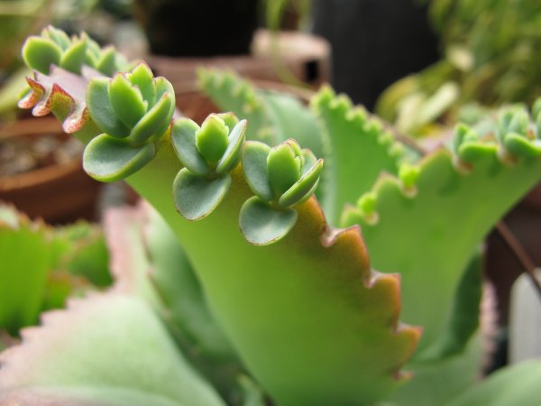 Лікування каланхое в домашніх умовах