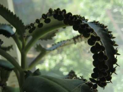 Лікування каланхое в домашніх умовах