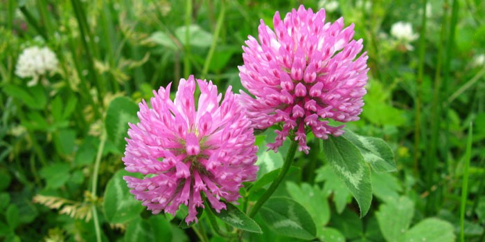 Лікування клімаксу народними засобами у жінок, народне лікування припливів клімаксу