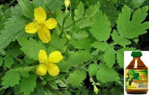 Лікування міоми матки лікарськими травами