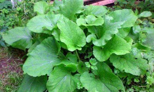 Лікування міжреберної невралгії народними засобами