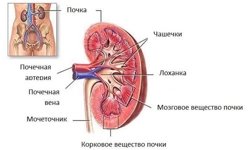 Лікування народним методом нирок