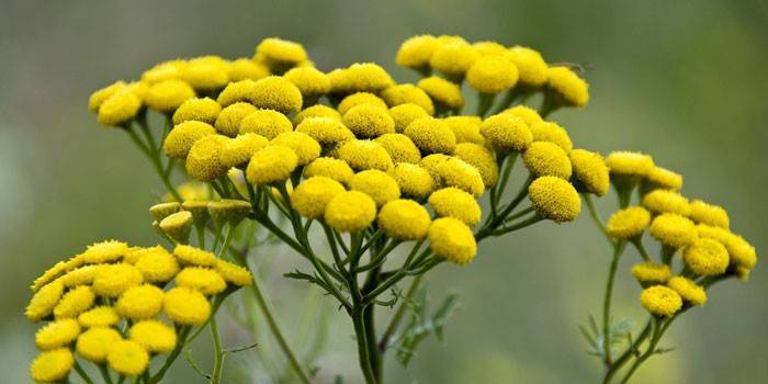 Лікування опісторхозу народними засобами відгуки і рецепти
