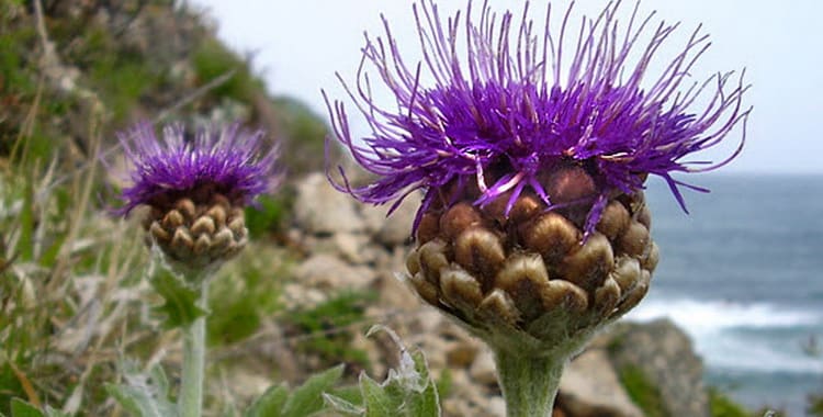 Левзея сафлоровидная Маралів корінь користь і народне лікування
