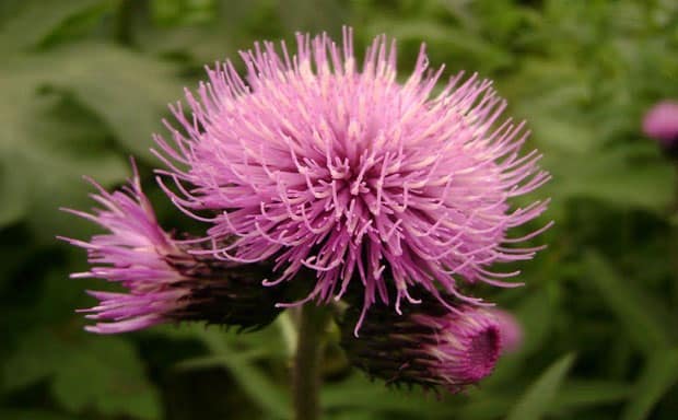 Левзея сафлоровидная Маралів корінь користь і народне лікування