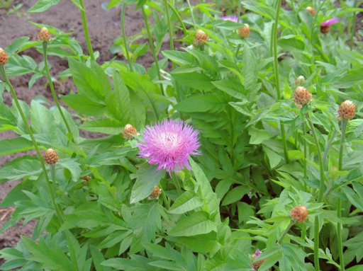 Левзея сафлоровидная Маралів корінь користь і народне лікування