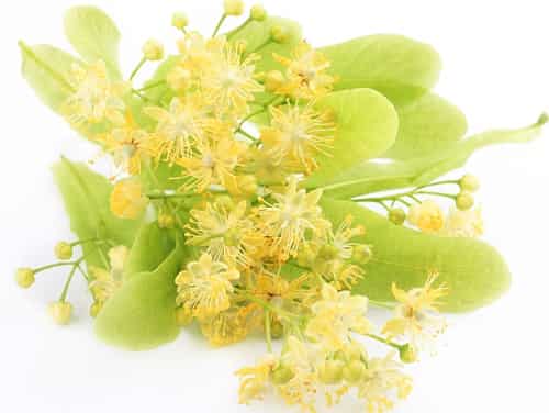 Липовий цвіт – користь і шкода, показання для лікування, як заварювати відвар або чай для дитини і дорослого