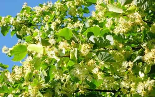 Липовий цвіт – користь і шкода, показання для лікування, як заварювати відвар або чай для дитини і дорослого