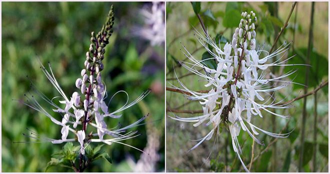 Липовий цвіт – користь і шкода, показання для лікування, як заварювати відвар або чай для дитини і дорослого
