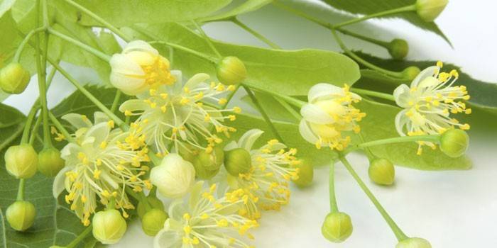 Липовий цвіт – користь і шкода, показання для лікування, як заварювати відвар або чай для дитини і дорослого