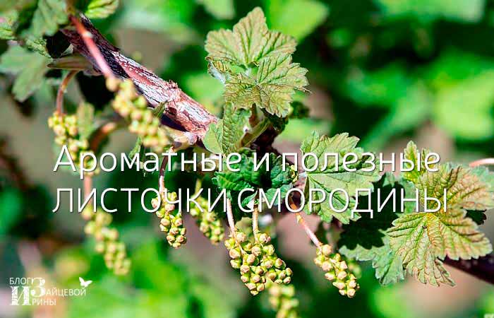 Листя смородини корисні властивості і протипоказання Смородина