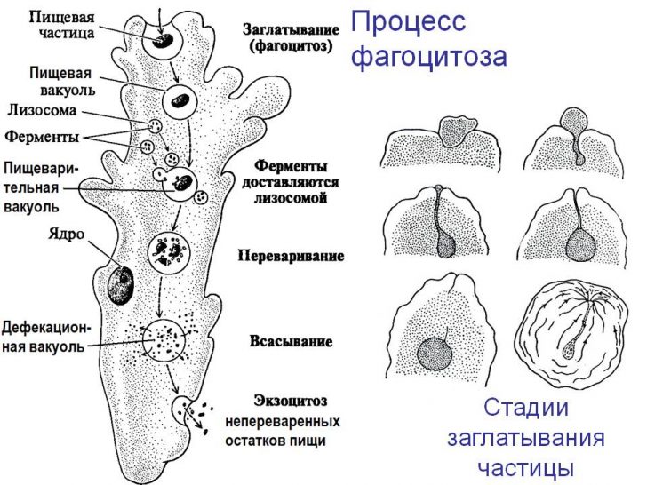 Мікоплазма у чоловіків причини симптоми і лікування