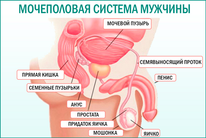 Мікоплазма у чоловіків причини симптоми і лікування