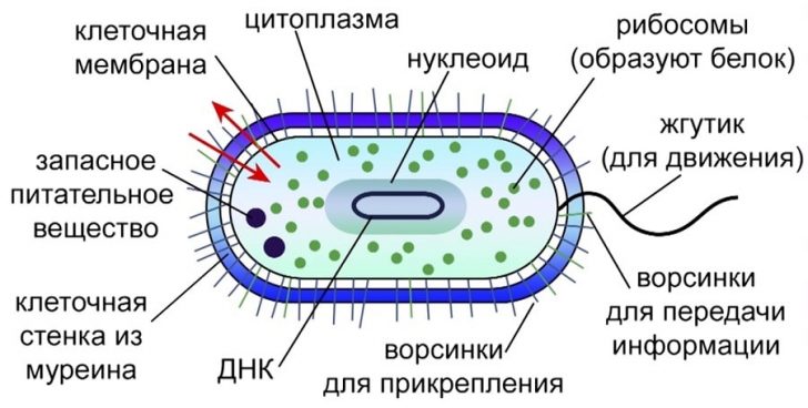 Мікоплазма у чоловіків причини симптоми і лікування