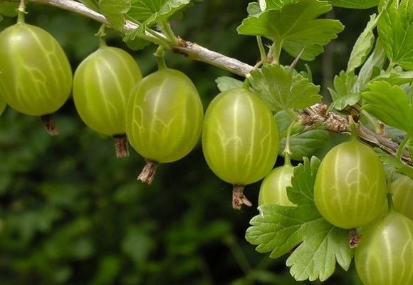Маски з агрусу для обличчя
