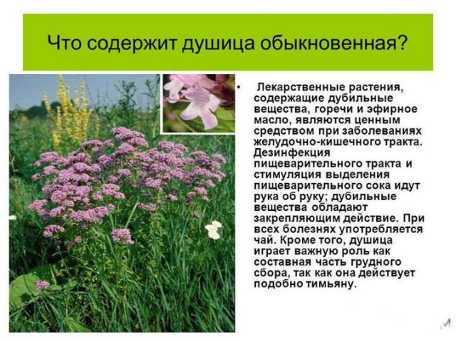 Материнка лікувальні властивості і протипоказання для жінок і чоловіків застосування