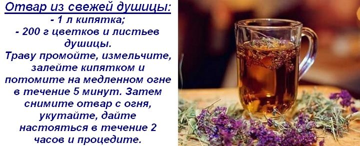 Материнка лікувальні властивості і протипоказання для жінок і чоловіків застосування
