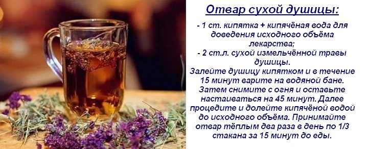 Материнка лікувальні властивості і протипоказання для жінок і чоловіків застосування