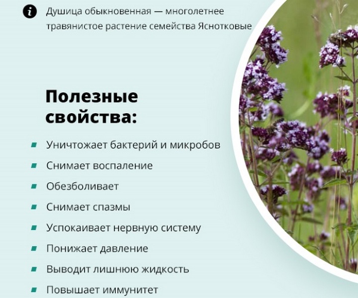 Материнка лікувальні властивості і протипоказання для жінок і чоловіків застосування