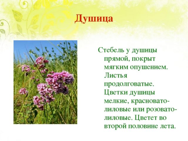 Материнка лікувальні властивості і протипоказання для жінок і чоловіків застосування