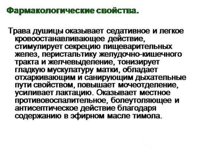 Материнка лікувальні властивості і протипоказання для жінок і чоловіків застосування