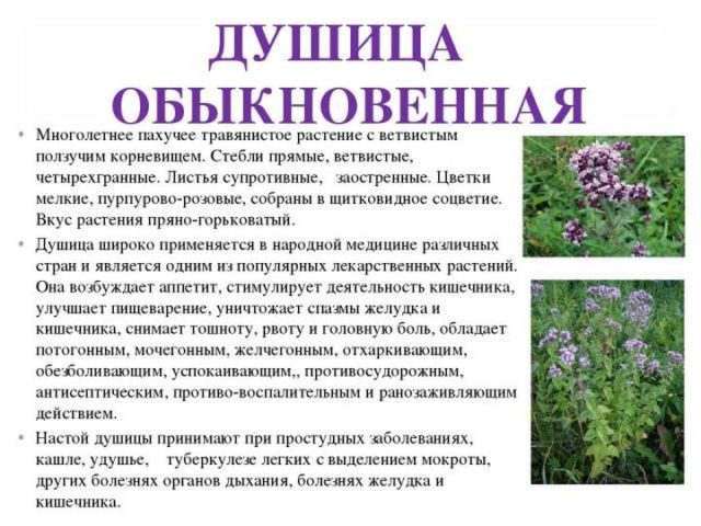 Материнка лікувальні властивості і протипоказання для жінок і чоловіків застосування