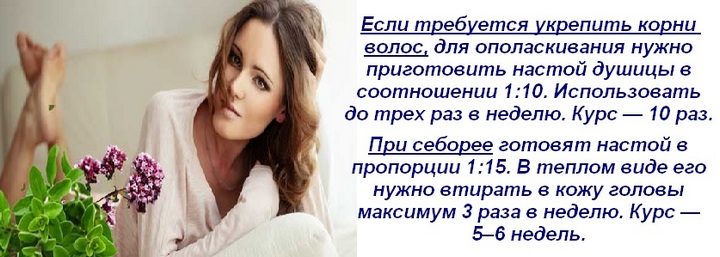 Материнка лікувальні властивості і протипоказання для жінок і чоловіків застосування