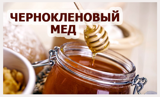 Мед чернокленовый корисні властивості і протипоказання