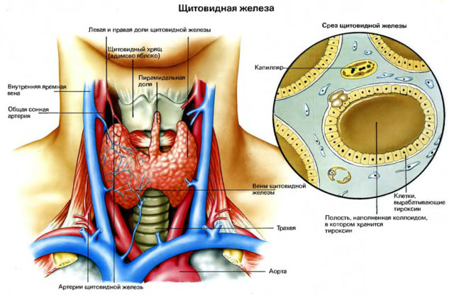 Мед і волоський горіх: для чого корисний рецепт чудо-суміші