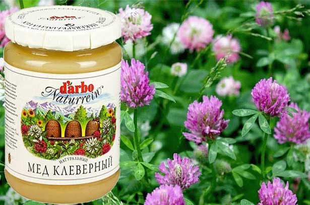 Мед з конюшини і його особливості