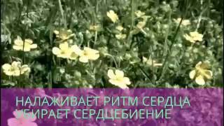 Мед з плюща корисні властивості і протипоказання