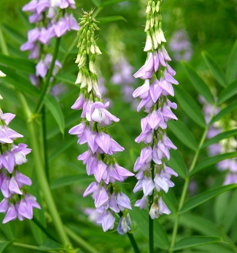 Медикаментозне і народне сильне відхаркувальний засіб