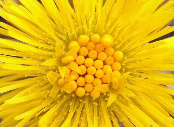 Медикаментозне і народне сильне відхаркувальний засіб