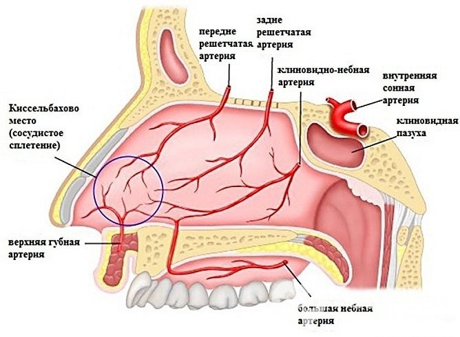 Медикаментозний риніт причини, ознаки, методи лікування