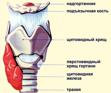 Методи лікування ларинготрахеїту у дорослих