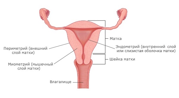 Метрит небезпечне захворювання матки яке легко лікуватися при ранній діагностиці