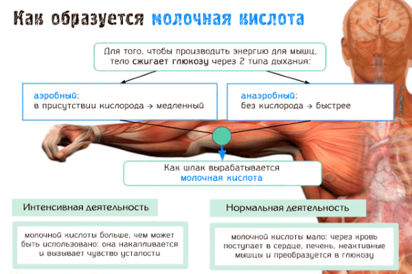 Молочна кислота в м’язах після тренування