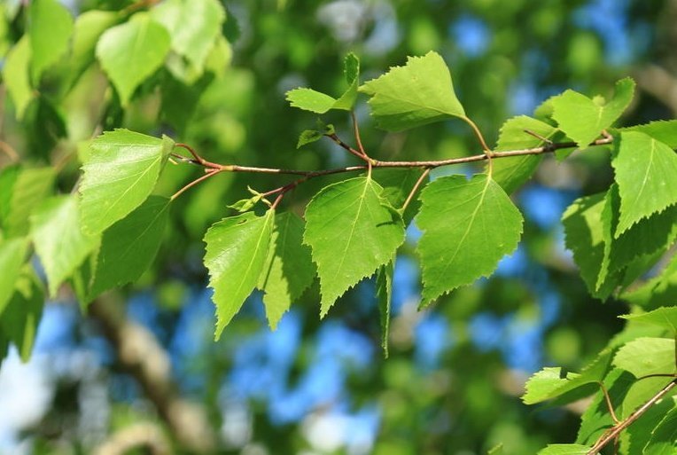 Молоде листя берези лікувальні властивості