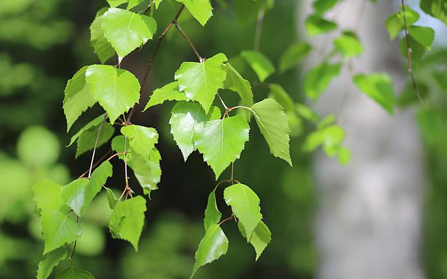 Молоде листя берези лікувальні властивості
