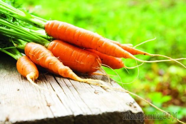 Морквяна муха як з нею боротися народними засобами