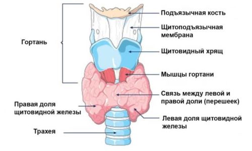 Може бути кашель при зоб: симптоми, причини, лікування, як розпізнати