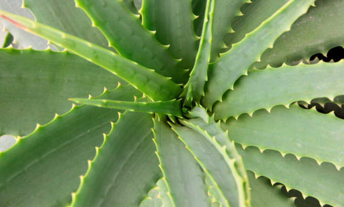 Чи можна їсти мед та інші продукти бджільництва при панкреатиті