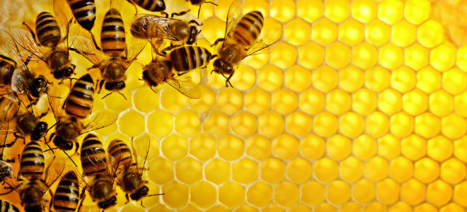 Чи можна їсти мед та інші продукти бджільництва при панкреатиті