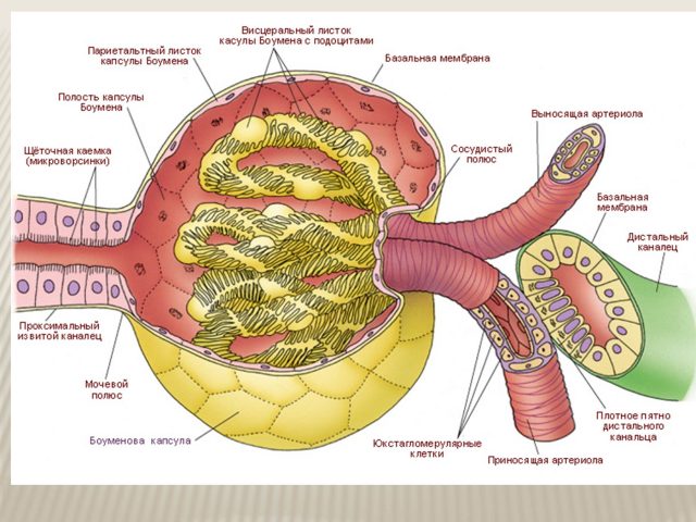 Чи можна вагітним Фуразолідон