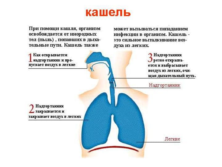 Чим лікувати залишковий кашель у дорослого і дитини після ГРВІ якщо довго не проходить