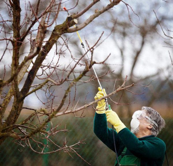 Чим обприскувати дерева від попелиці народними засобами — Bexhoevede.info Чим обприскувати дерева від попелиці народними засобами — Bexhoevede.info