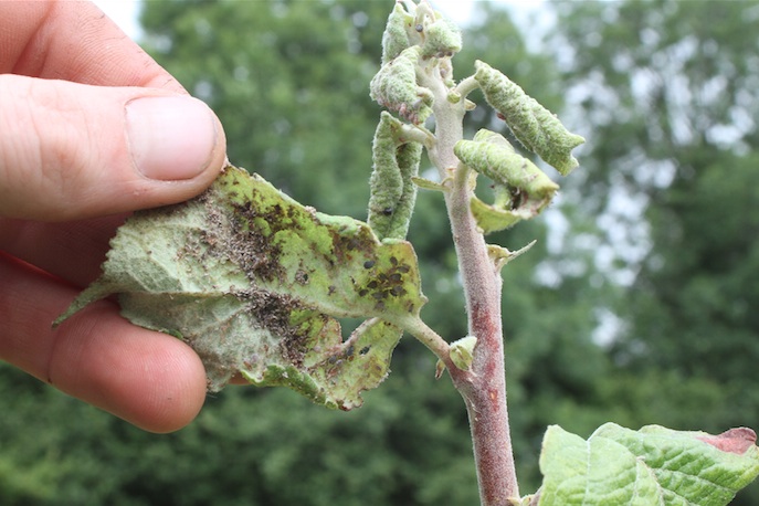 Чим обприскувати дерева від попелиці народними засобами — Bexhoevede.info Чим обприскувати дерева від попелиці народними засобами — Bexhoevede.info