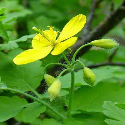 Народні рецепти Лікування ерозії шийки матки