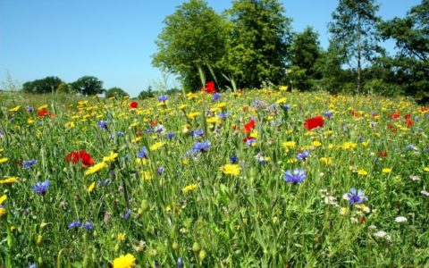 Народні рецепти від щитовидки з медом і волоським горіхом. Ліки із зелених волоських горіхів для поліпшення зору, лікування щитовидки, ангіни і загального оздоровлення організму.