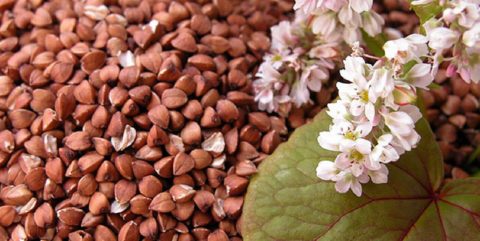 Народні рецепти від щитовидки з медом і волоським горіхом. Ліки із зелених волоських горіхів для поліпшення зору, лікування щитовидки, ангіни і загального оздоровлення організму. Народні рецепти від щитовидки з медом і волоським горіхом. Ліки із зелених волоських горіхів для поліпшення зору, лікування щитовидки, ангіни і загального оздоровлення організму.